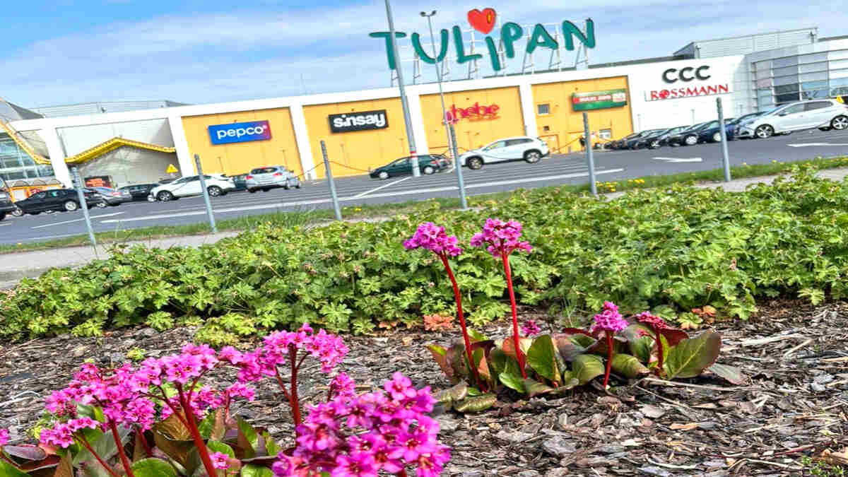 CH Tulipan, Apsys